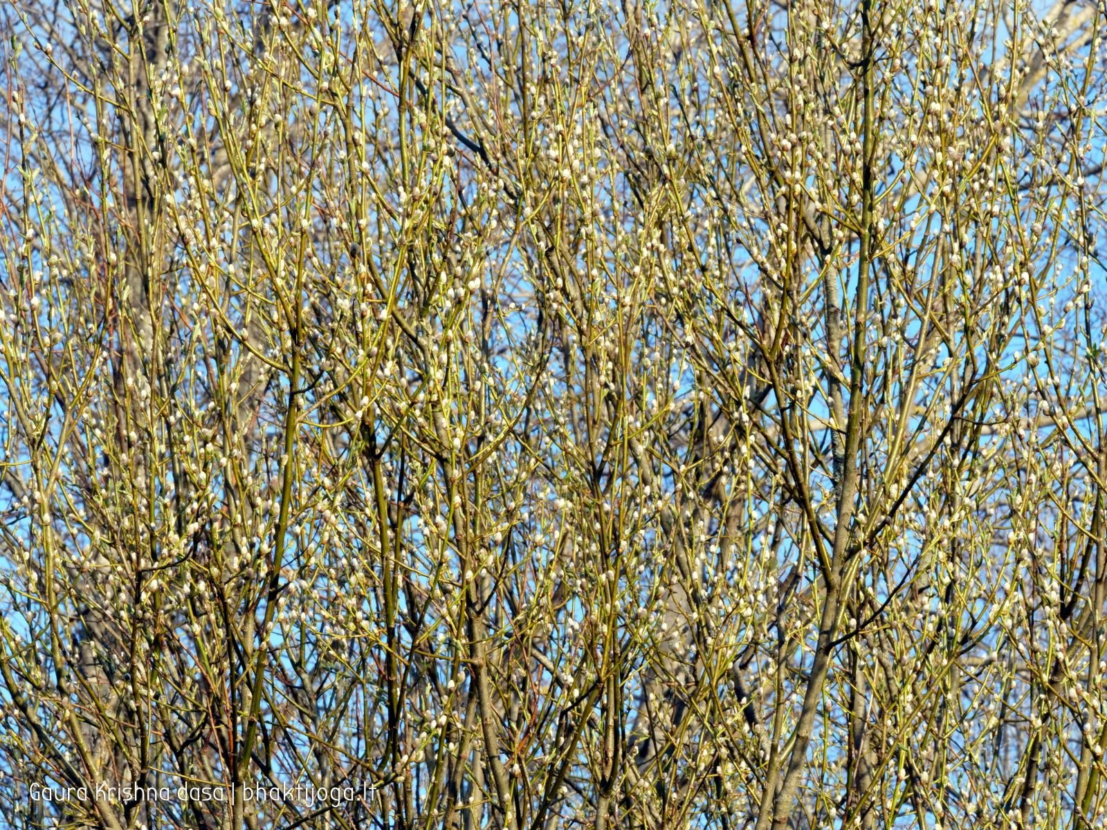 6 pavasari ismintinga gamta stiebiasi maksimaliai i virsu sakalu  kaimas 2020 04 19